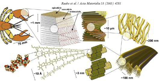 Chitin, biomaterial, exoskeleton, indentation, strength, mechanical properties, lobster, crab, insect, simulation, arthropoda