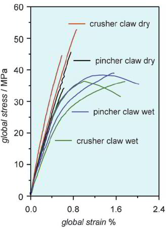 Chitin, structure, biomaterial, exoskeleton, indentation, strength, mechanical properties, lobster, crab, insect, simulation, arthropoda