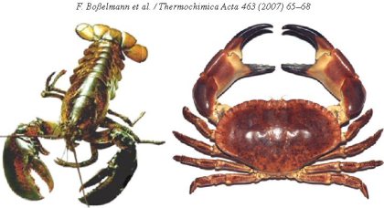 Chitin, biomaterial, exoskeleton, indentation, strength, mechanical properties, lobster, crab, insect, simulation, arthropoda