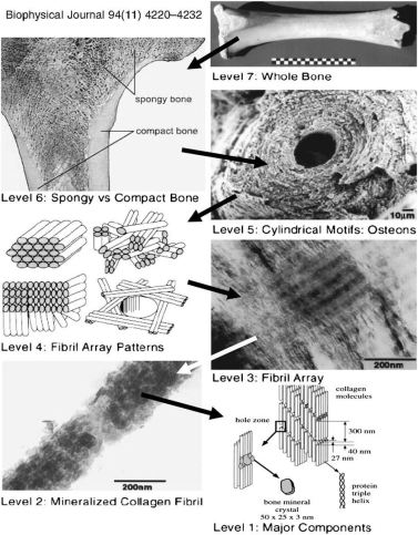 bone, mechanical properties, simulation