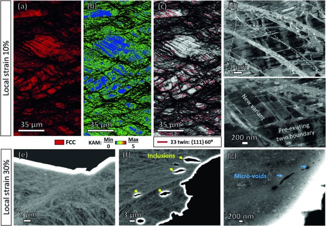 Metastability Interstitial High Entropy Alloy Design Fig 8.jpg Deformation microstructures of the tempered 67% rolled specimen upon tensile loading at local strains of 10% (a)–(d) and 30% (e)–(g). (a) Phase map; (b) IPF map; (c) IQ map superimposed with t