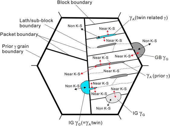 Figure 4. Schematics of austenite growth at different nucleation sites in lath martensite and the evolved OR with the neighbouring phase and the developed austenite morphology, in which GB γG represents grain boundary (GB) austenite with globular morpholo