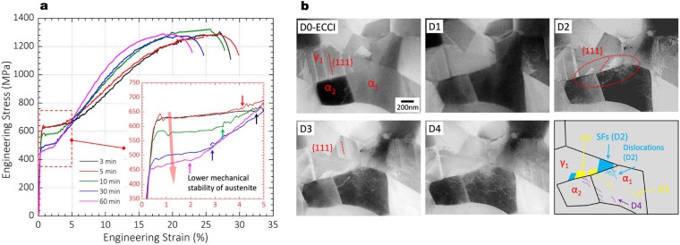 Figure 15. (a) Tensile stress-strain curves of a cold-rolled 0.2C-10.2Mn-2.8Al-1Si (in wt-%) steel intercritically annealed at 800°C for different times (from 3 min to 1 h) to yield different grain size and austenite mechanical stability. The data show th