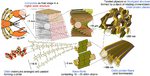 chitin, structure, composite, strength, modeling, insect, carapace, crab, lobster, shrimp, materials science, ab initio, simulation, stiffness, mechanical properties