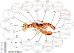 chitin, structure, composite, strength, modeling, insect, carapace, crab, lobster, shrimp, materials science, ab initio, simulation, stiffness, mechanical properties